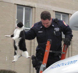 Cat Police 