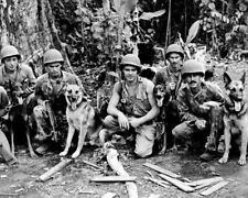 U.S. Marines with their War Dogs in the Pacific WWII WW2 8x10 Photo 28b picture